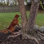 All Pets Hospital: Pelkey Spiewak Heather DVM