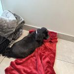 Veterinary Emergency Group