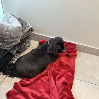 Veterinary Emergency Group ico