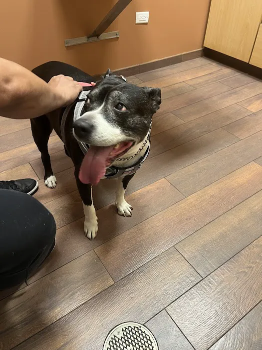 Springbrook Animal Care Center Picture 2
