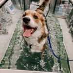 Wheatland Animal Hospital