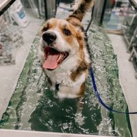 Wheatland Animal Hospital ico