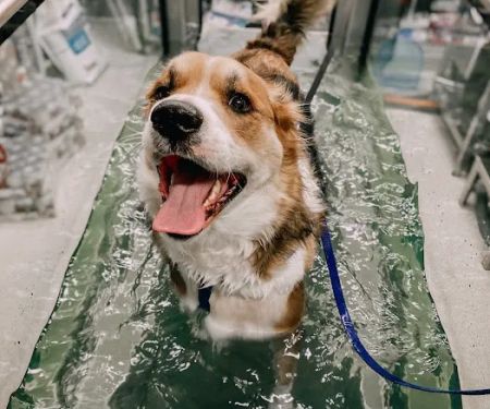 Wheatland Animal Hospital