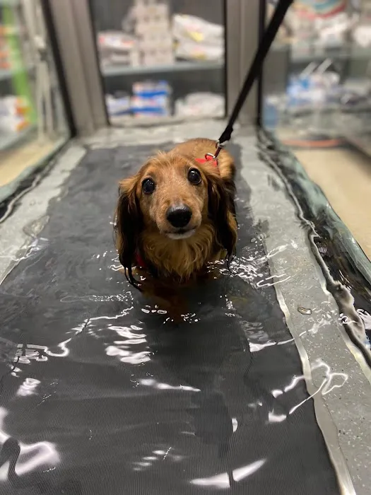 Wheatland Animal Hospital: Pet Rehabilitation Picture 1