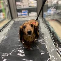 Wheatland Animal Hospital: Pet Rehabilitation ico