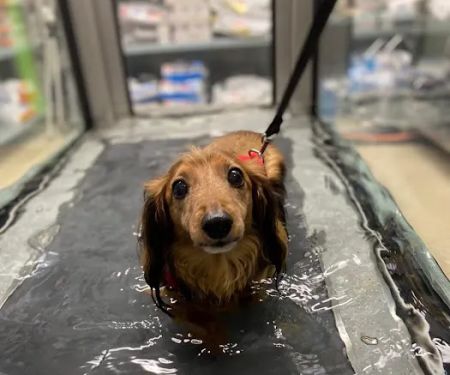 Wheatland Animal Hospital: Pet Rehabilitation