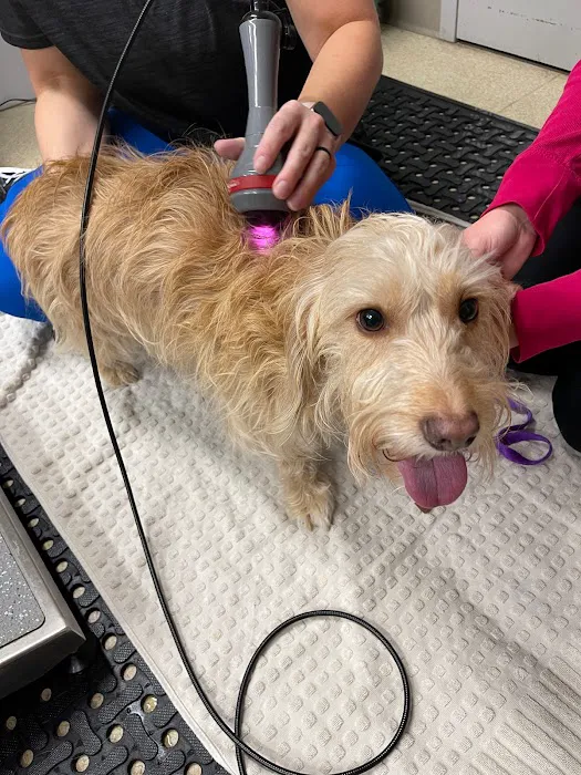 Wheatland Animal Hospital: Pet Rehabilitation Picture 3