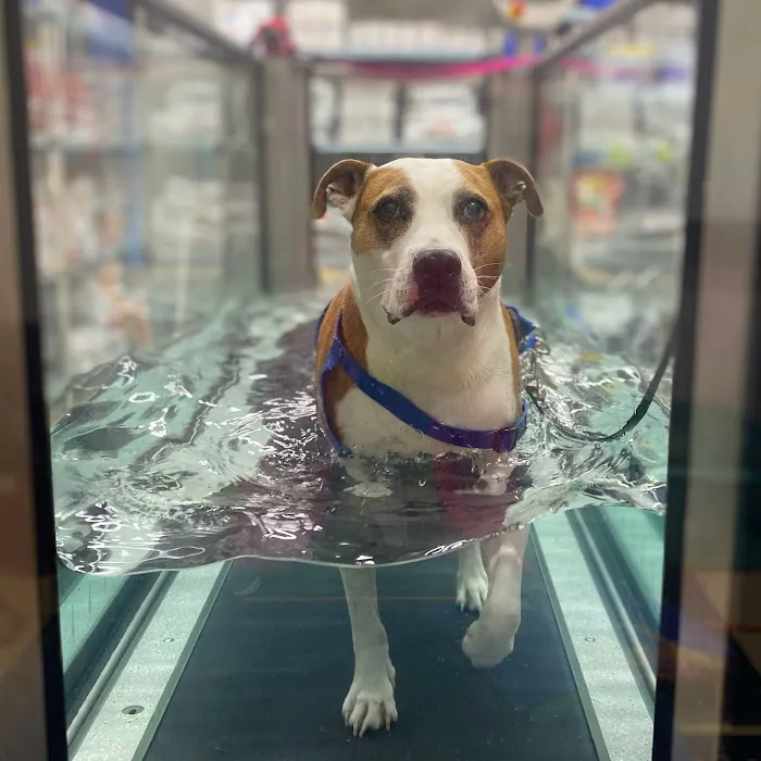 Wheatland Animal Hospital: Pet Rehabilitation Picture 4