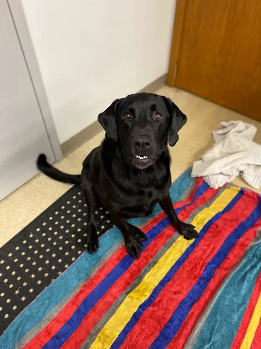Wheatland Animal Hospital: Pet Rehabilitation Picture 7