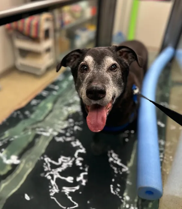 Wheatland Animal Hospital: Pet Rehabilitation Picture 10