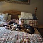 Banfield Pet Hospital