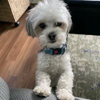 Riverview Veterinary Clinic ico