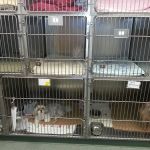 VCA Boulder Terrace Animal Hospital