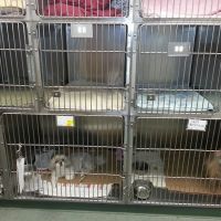 VCA Boulder Terrace Animal Hospital ico