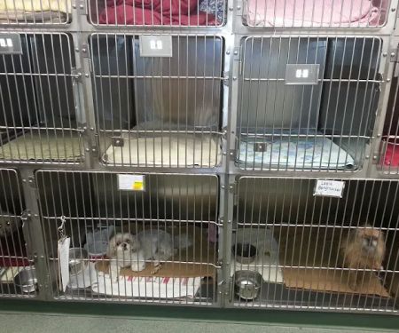 VCA Boulder Terrace Animal Hospital