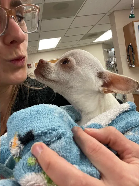 VCA Boulder Terrace Animal Hospital Picture 5