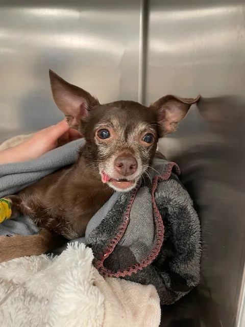 VCA Boulder Terrace Animal Hospital Picture 10