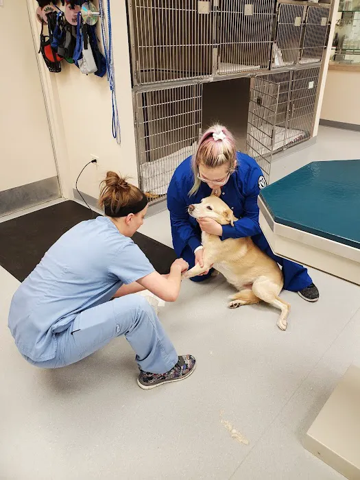 VCA Boulder Terrace Animal Hospital Picture 9