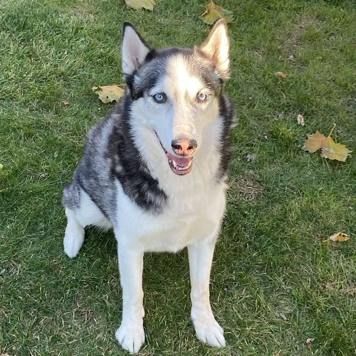 Elk Grove Veterinary Specialty & Emergency Picture 10