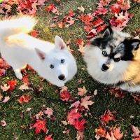 Giller Animal Hospital ico