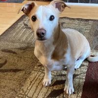 Duwayne Animal Clinic ico