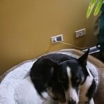 Banfield Pet Hospital