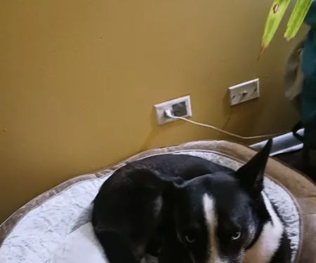Banfield Pet Hospital