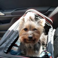 Lake Street Animal Hospital ico