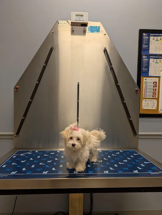 Lake Street Animal Hospital Picture 4