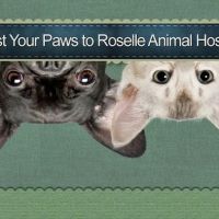 Roselle Animal Hospital ico
