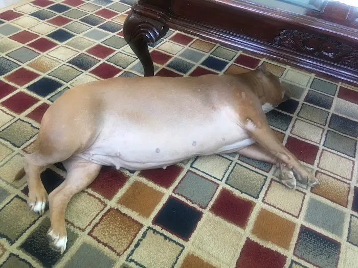 Roselle Animal Hospital Picture 10