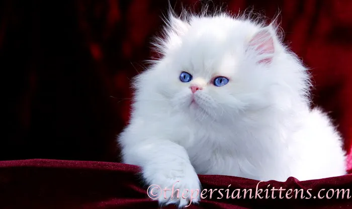 PERSIAN KITTENS Picture 1