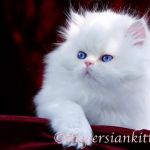 PERSIAN KITTENS