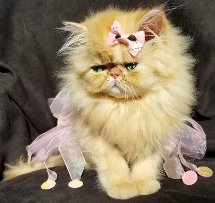 PERSIAN KITTENS Picture 2