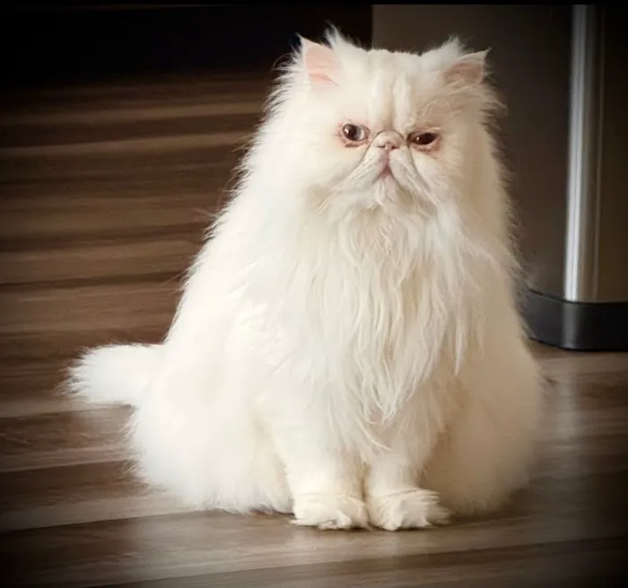 PERSIAN KITTENS Picture 3