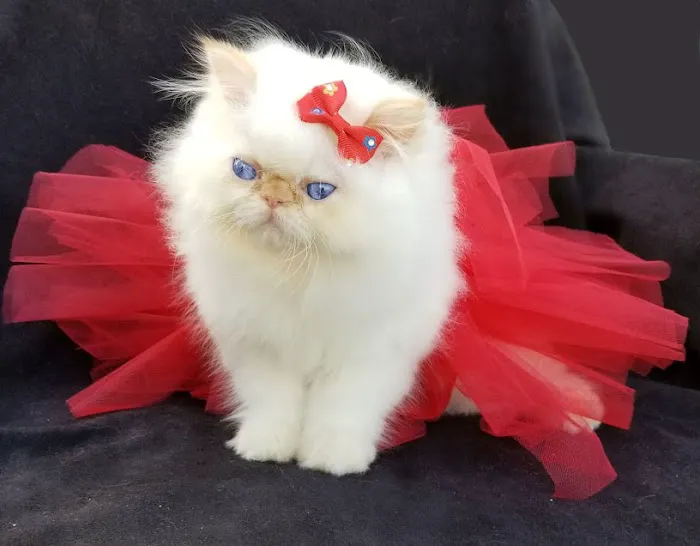 PERSIAN KITTENS Picture 6