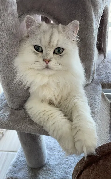 PERSIAN KITTENS Picture 4