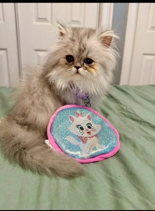 PERSIAN KITTENS Picture 7