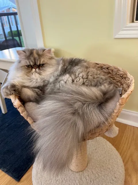 PERSIAN KITTENS Picture 8