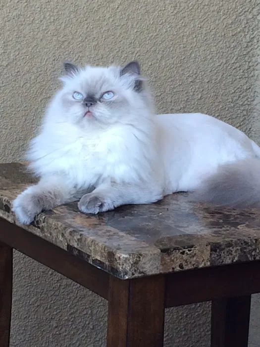 PERSIAN KITTENS Picture 10