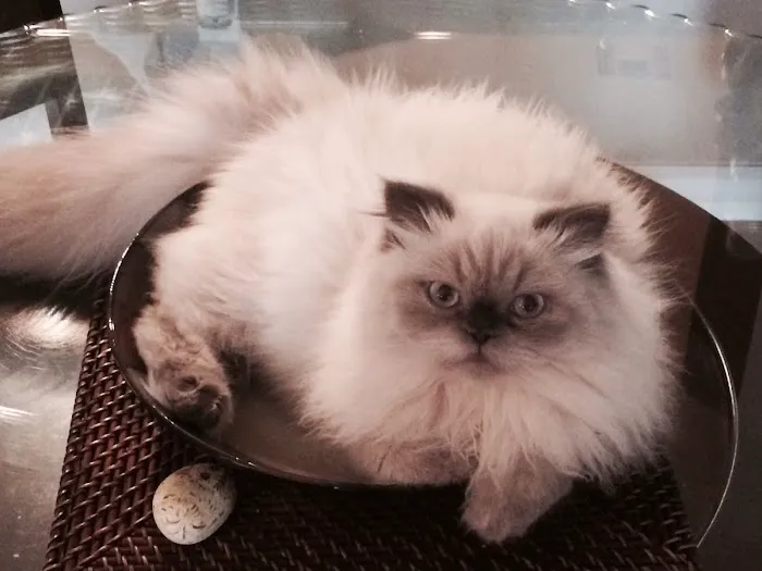 PERSIAN KITTENS Picture 9