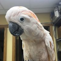 Elk Grove Pet Clinic ico