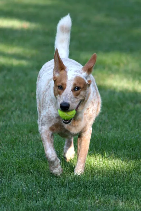 Elk Grove Pet Clinic Picture 5
