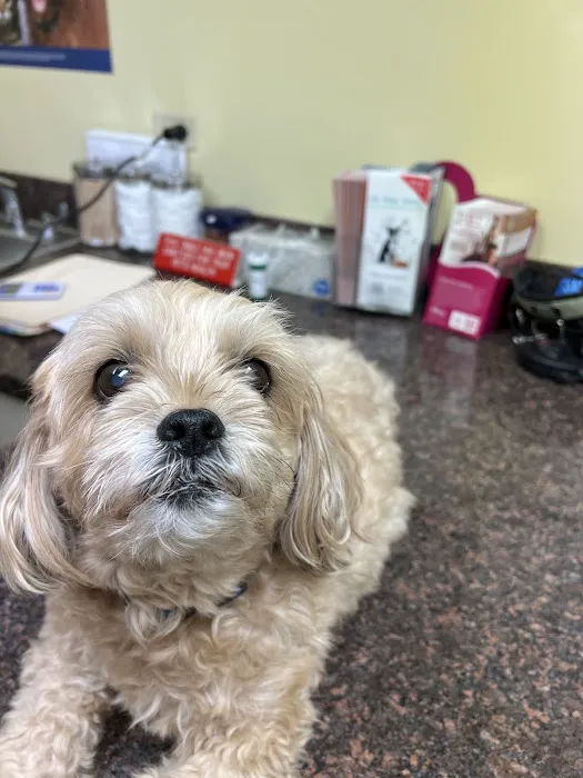 Elk Grove Pet Clinic Picture 10
