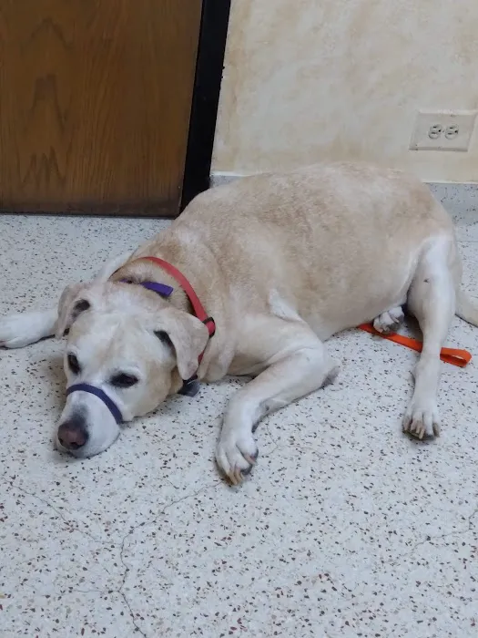 Amber Leaf Animal Hospital Picture 7