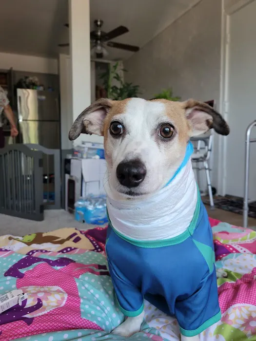 Amber Leaf Animal Hospital Picture 10
