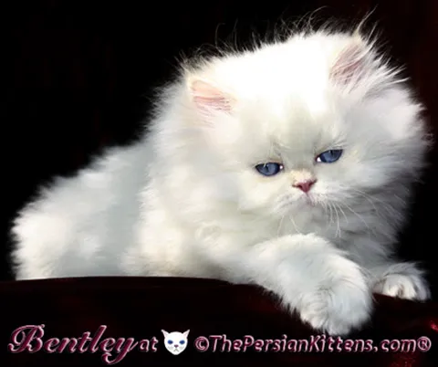 THE PERSIAN CATS Picture 1