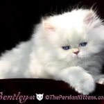 THE PERSIAN CATS