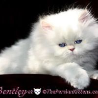THE PERSIAN CATS ico