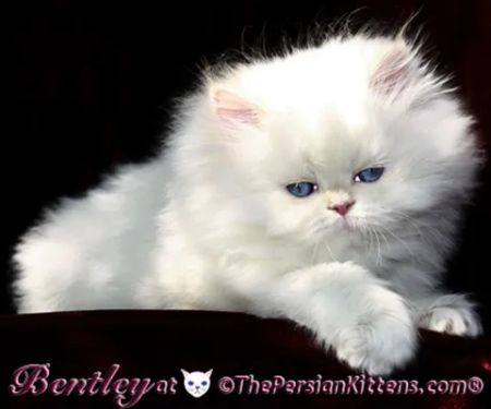 THE PERSIAN CATS
